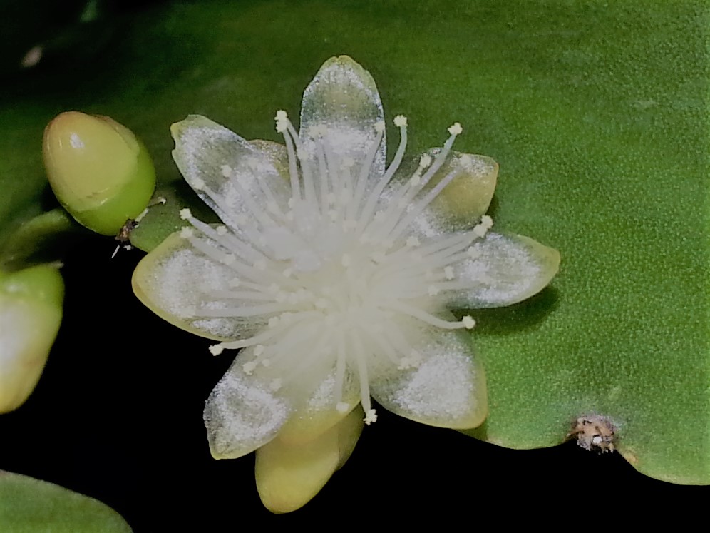 http://www.cloudjungle.com/CloudJungle/Cactaceae/rhipsalis/rhipsalis pachyptera flower 120416.jpg